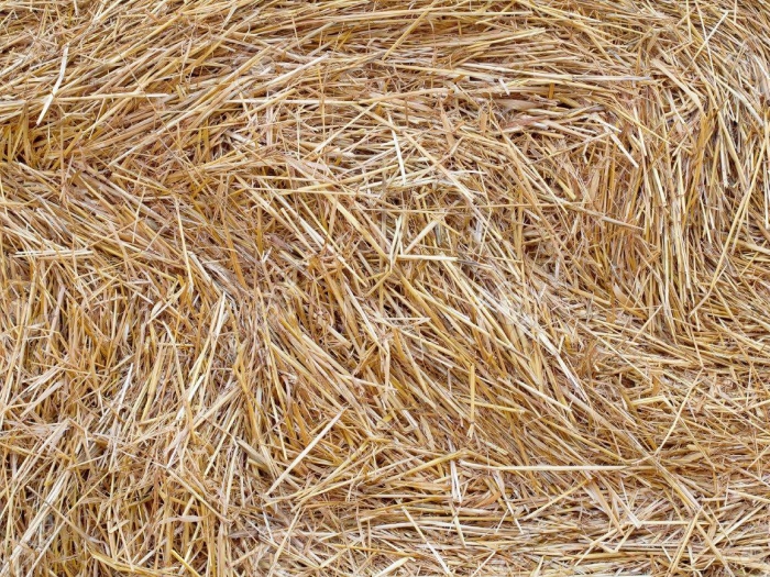 Pieces of hay