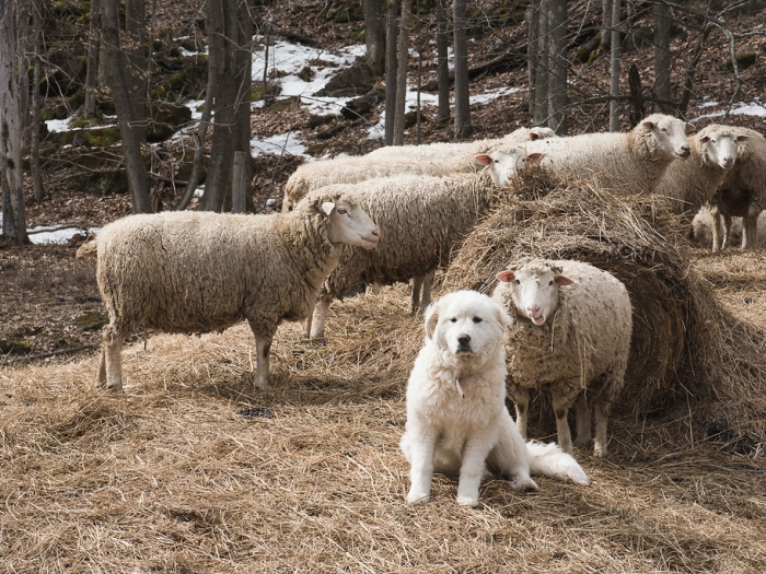 Dog and sheep